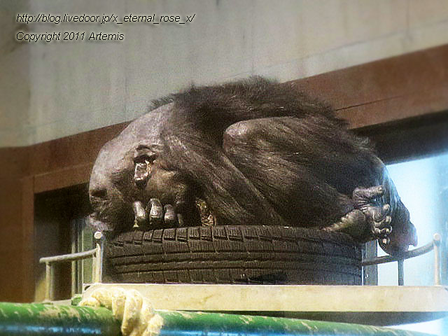 18.11.22.12 旭山動物園  (16)