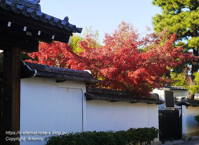 19.11.23.7 妙心寺 退蔵院  (101)
