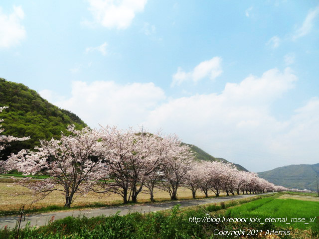 20.4.8.3 瀬戸町大内 桜  (18)