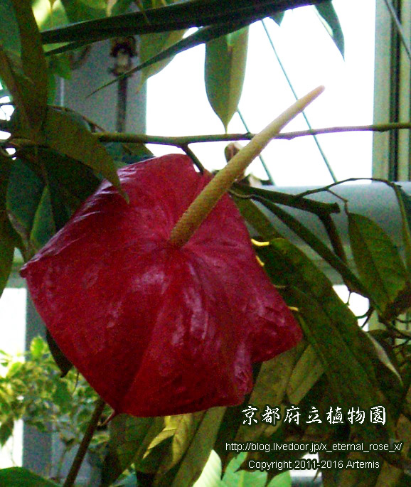 1 京都府立植物園 (69)