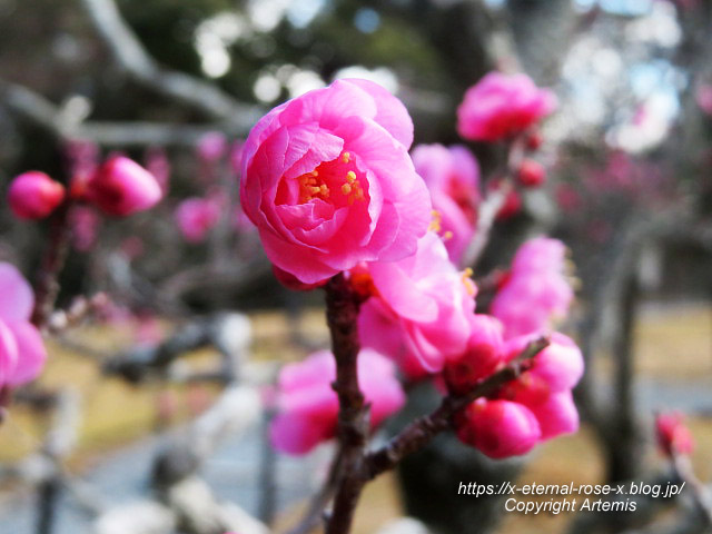 23.3.2.3 長岡公園 梅園 (39)