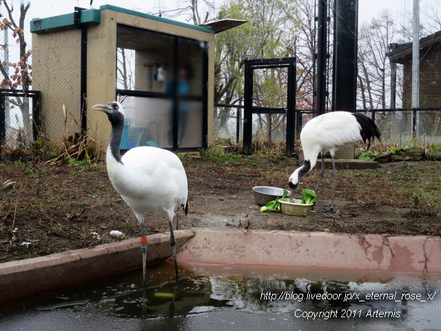 18.11.22.8 丹頂  (36)