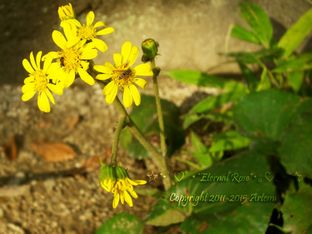 21 吉備津神社  (19)