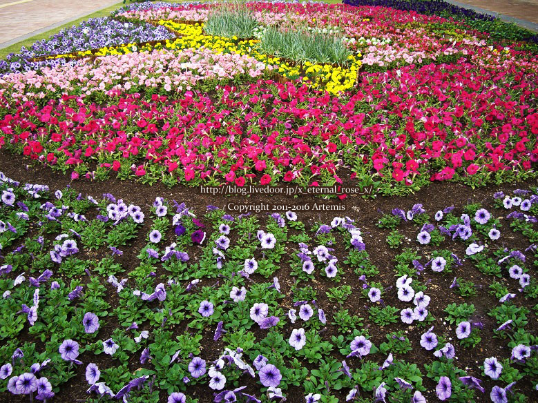 27 おかやま花だより (56)