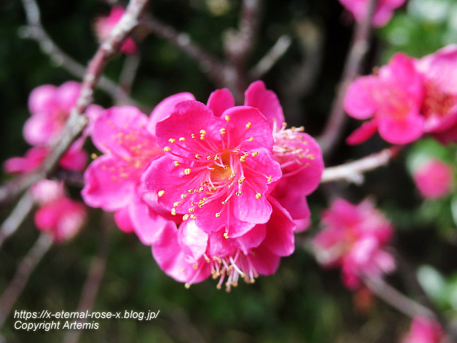 23.3.2.3 長岡公園 梅園 (34)