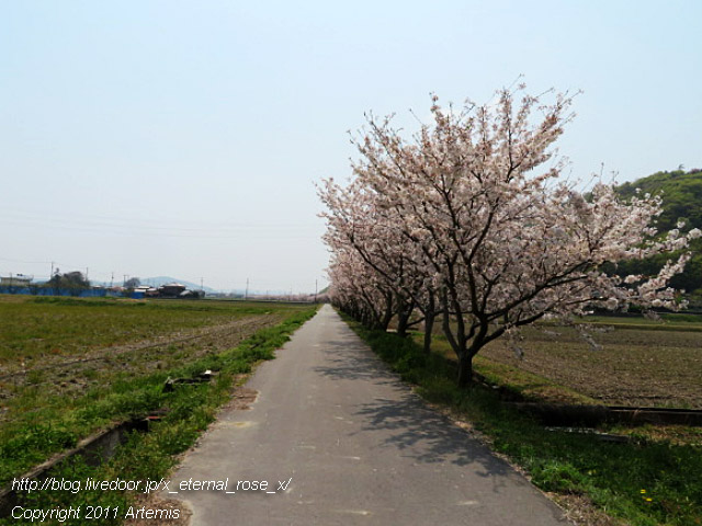 20.4.8.3 瀬戸町大内 桜  (2)
