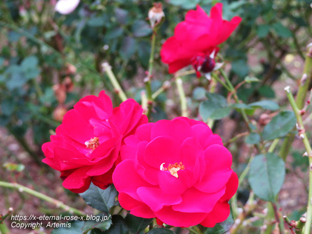 19.11.241 京都府立植物園  (132)