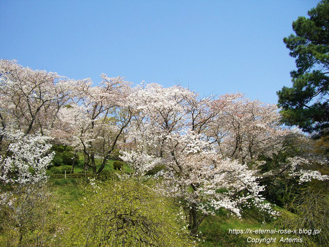 11.4.14.1 半田山植物園 (22)