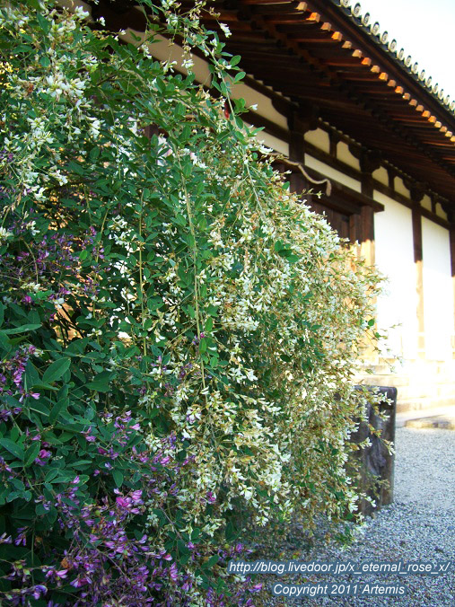 10.10.17.5 新薬師寺 (8)