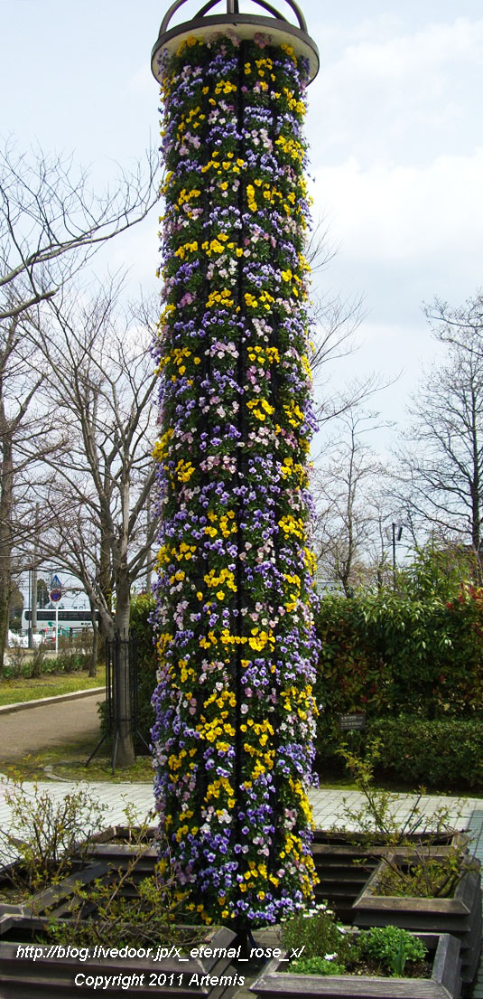10.4.18 チューリップ四季彩館  (45)