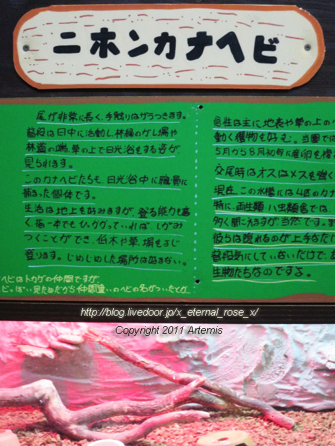 18.11.22.9 旭山動物園 両生類は虫類舎 (5)