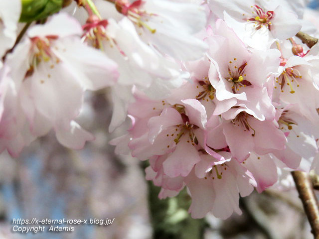 22.4.1.3 円山公園 (75)