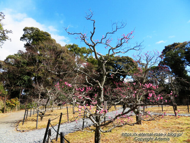 23.3.2.3 長岡公園 梅園 (6)