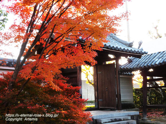 19.11.23.9 法金剛院 (87)