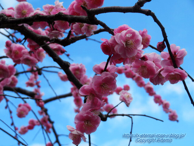 23.3.2.1  長岡天満宮  (35)