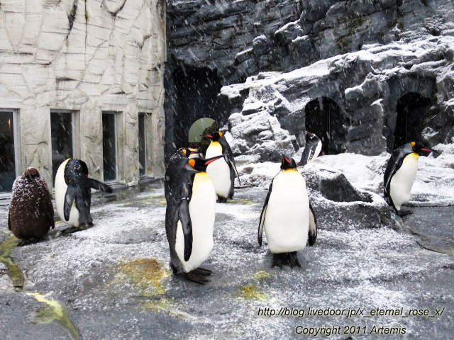 18.11.22.18 旭山動物園  (33)