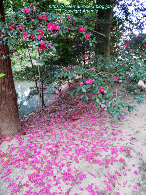 23.1.1.6 岡山後楽園 (8)