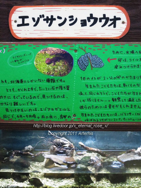 18.11.22.9 旭山動物園 両生類は虫類舎 (6)