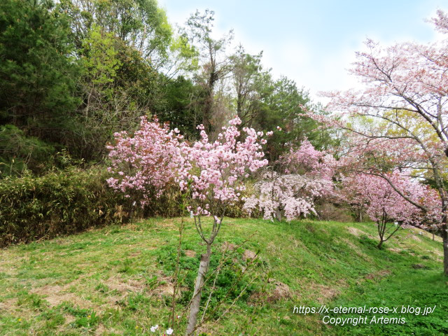 23.4.5 宗堂桜 (55)