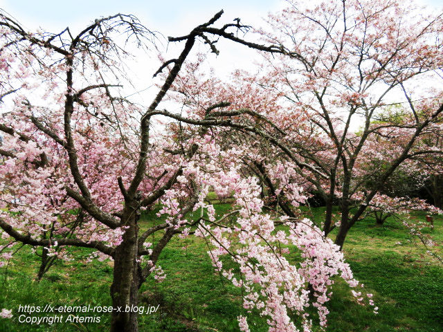 23.4.5 宗堂桜 (74)