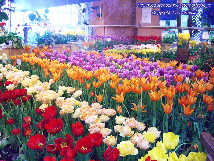 10.4.18 チューリップ四季彩館  (33)
