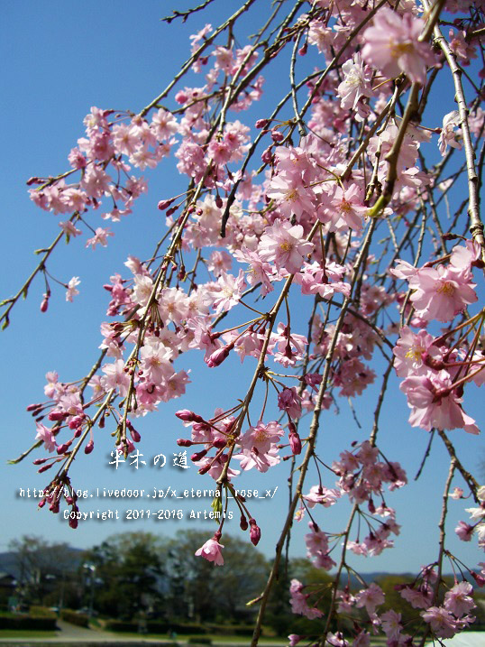 1 京都府立植物園 (5)