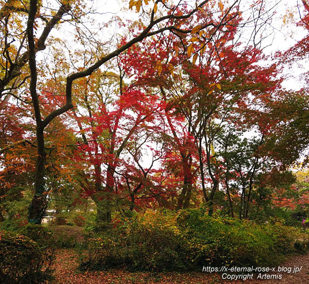 19.11.241 京都府立植物園 (169)