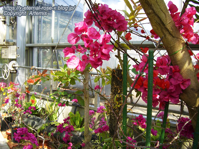 11.4.14.1 半田山植物園  (130)