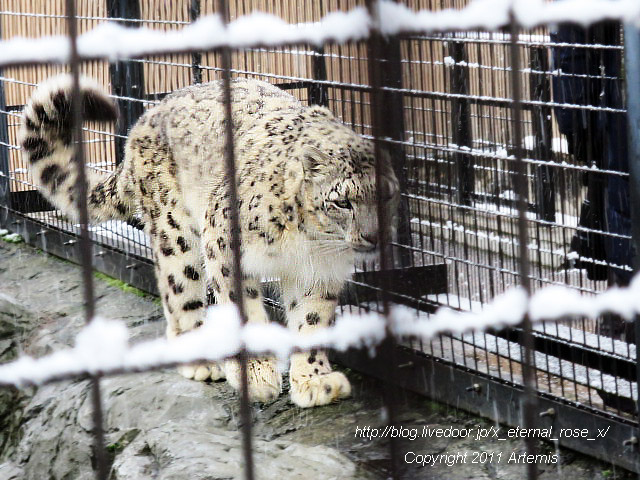 18.11.22.15 旭山動物園  (23)