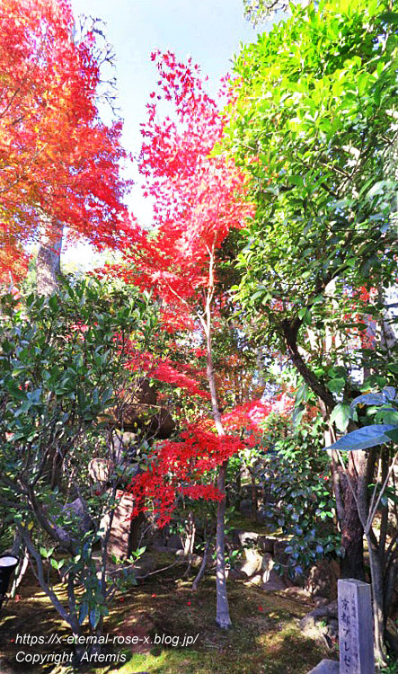 19.11.23.7 妙心寺 退蔵院  (133)