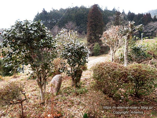 22.3.5 ふつみ茶屋  (30)