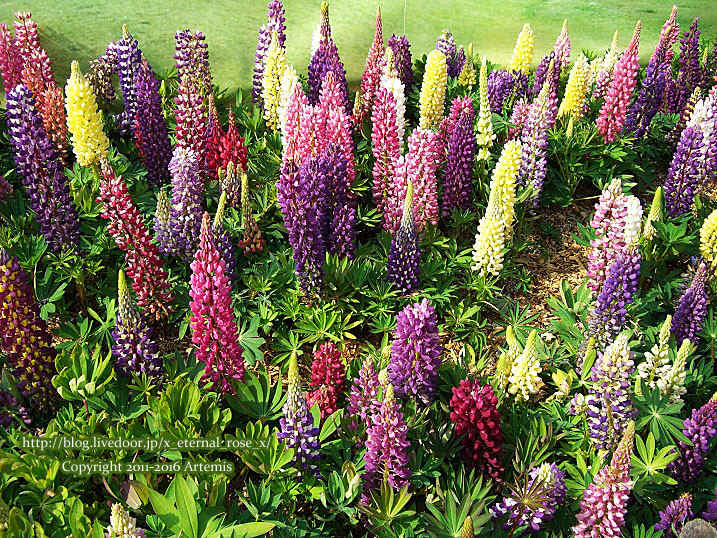 27 おかやま花だより (46)