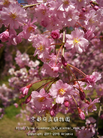 1 京都府立植物園 (17)