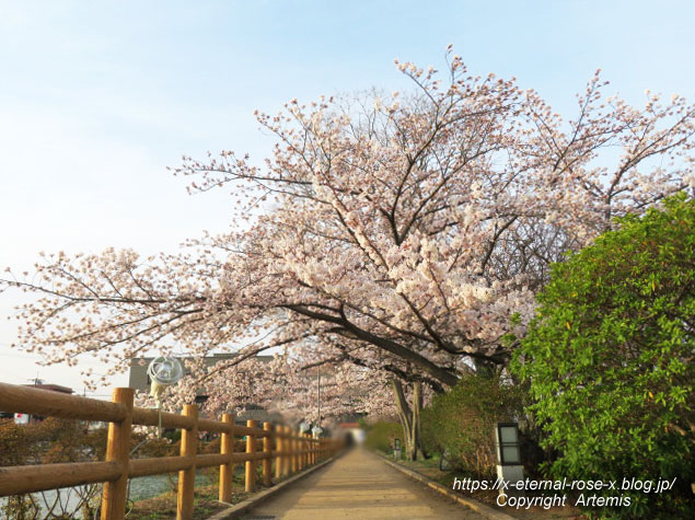 22.3.30.7 八条ケ池 長岡天満宮  (11)
