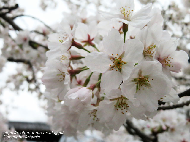 22.3.31.4 渉成園　枳殻邸  (257)