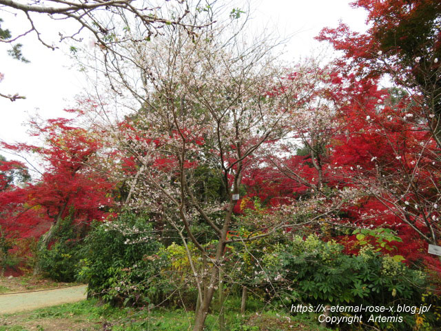 19.11.241 京都府立植物園 (79)