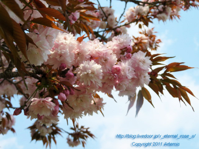 20.4.8 宗堂桜  (2)
