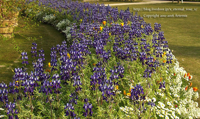 27 おかやま花だより  (63)