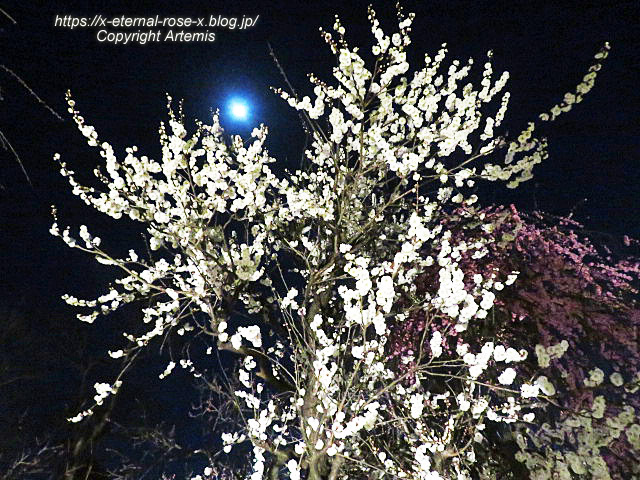 23.3.3. 北野天満宮 (58)