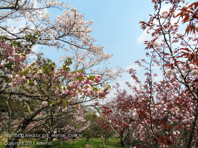20.4.8 宗堂桜 (48)