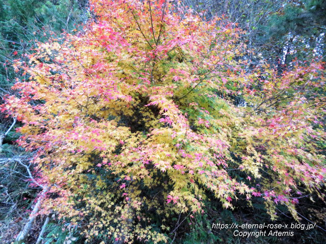 20.11.21.7 吹屋ふるさと村  (79)