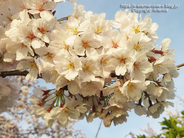 22.3.30.7 八条ケ池 長岡天満宮  (7)