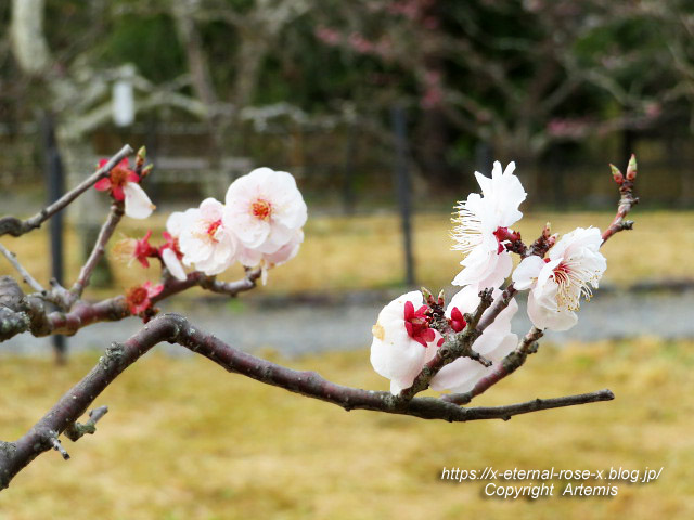 22.3.30.5 長岡公園  (42)