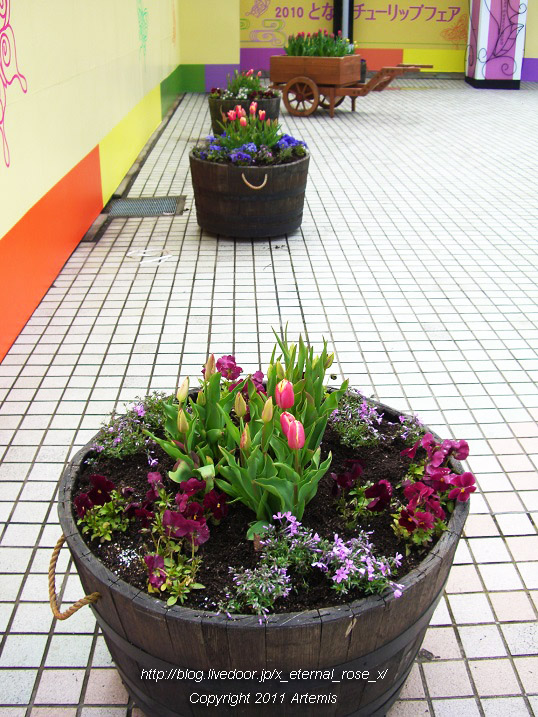 10.4.21 チューリップ四季彩館 (3)
