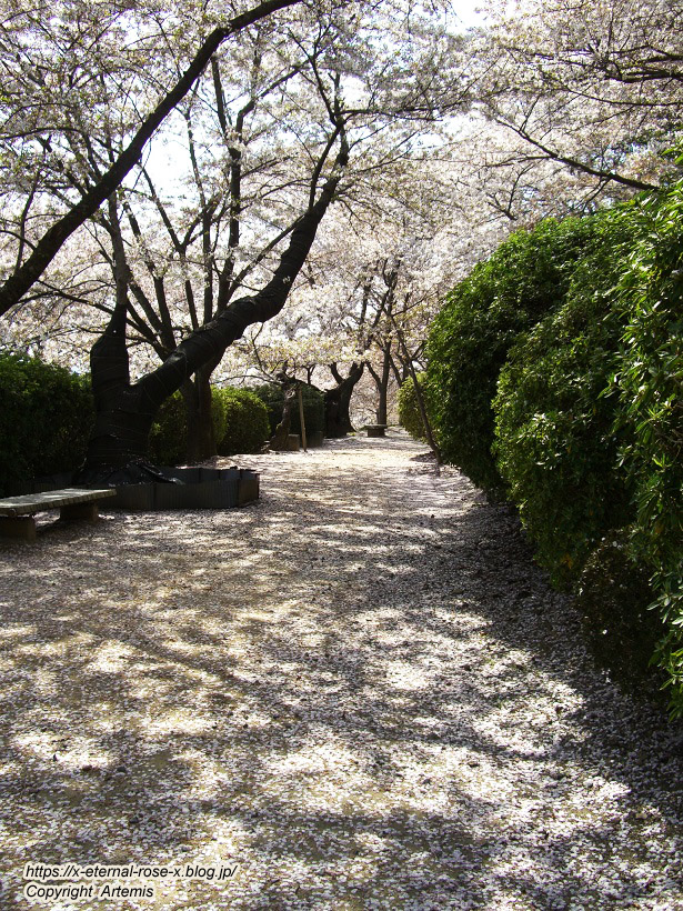 11.4.14.1 半田山植物園  (115)