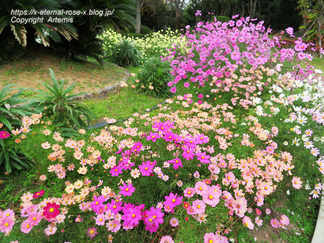 19.11.241 京都府立植物園  (114)