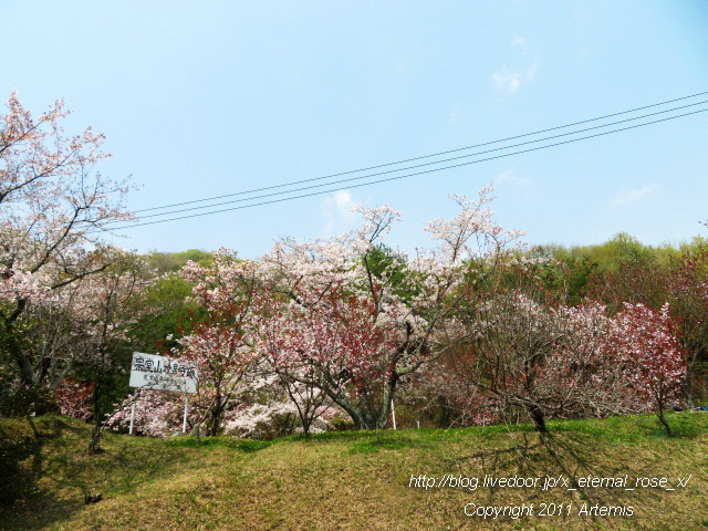 20.4.8 宗堂桜  (8)