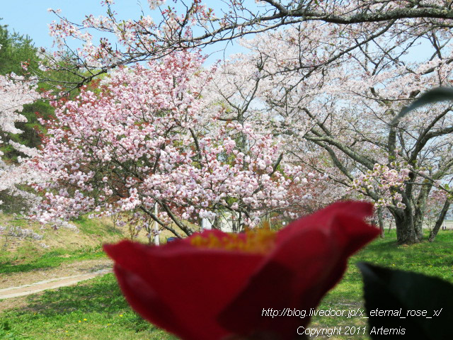 20.4.8 宗堂桜 (41)