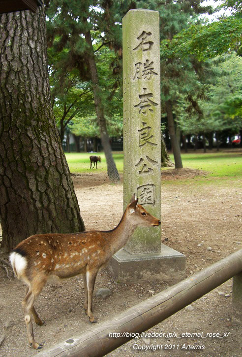 10.10.17 奈良公園 (1)