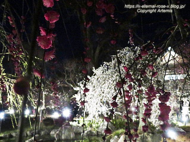 23.3.3. 北野天満宮 (53)